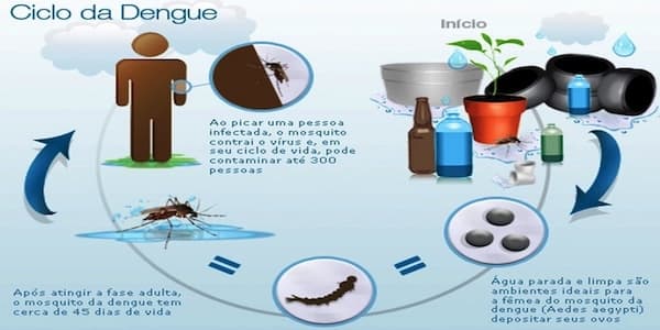 Fazes da Dengue em Maquete Sobre a Dengue Uma Aprendizagem Criativa
